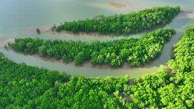 Vibrant aerial view of lush mangrove forests. Intricate network of intertwining trees standing resiliently amidst tranquil waters, providing vital habitat, protecting coastlines.
