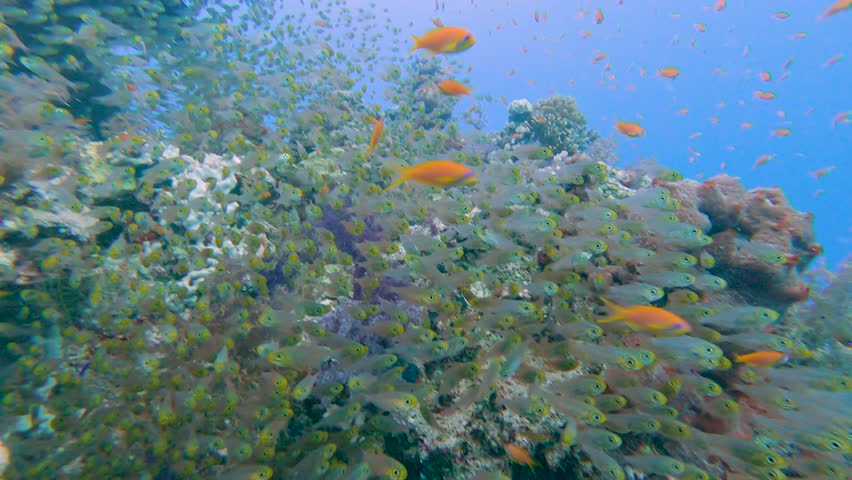 Stunning tropical coral reef scenery with shoals of anthias and glassfish yellow sweeper swimming on wall in Red Sea Egypt Royalty-Free Stock Footage #1108225029