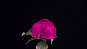 A beautiful crimson peony blooms on a black background. Time lapse, close-up. Wedding background, Valentine's day concept. Timelapse video 4K UHD.