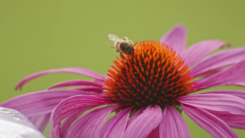 Honey bee takes off into flight after Drinking Nectar On orange Coneflower Head. Slow motion extreme close-up shot.