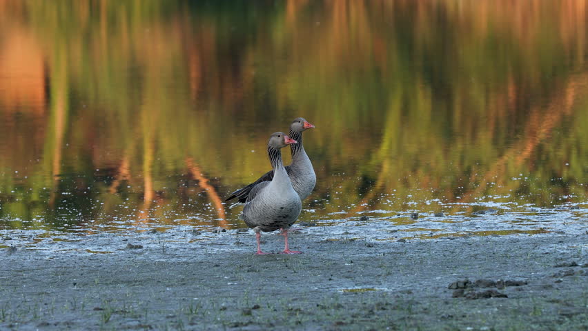 Pair of Canadian Geese looking at camera and than after saying it they take off in right direction - Isola della cona - Friuli venezia giulia, Italy