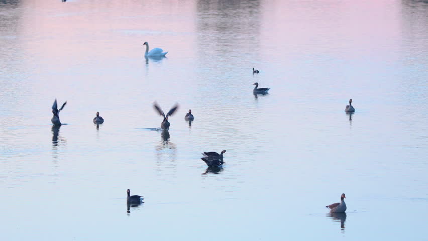 Group of Canadian Geese taking off from water surface of a Swamp in first morning lights