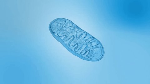 Mitochondria animation, cellular organelles, produce energy, Cell energy and Cellular respiration, DNA, 3D rendering animation 庫存影片