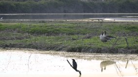  Wild Boar runs across the swamp at the mouth of the Soča River while a pair of Geese and a Cormorant are looking at it - Isola della Cona Friuli venezia Giulia, Italy