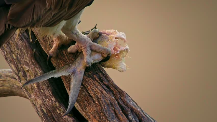 Osprey - Pandion haliaetus bird of prey hunting fish, also called sea hawk, river hawk, and fish hawk — is a diurnal, fish-eating bird of prey with a cosmopolitan range. Detail of feeding on the fish.