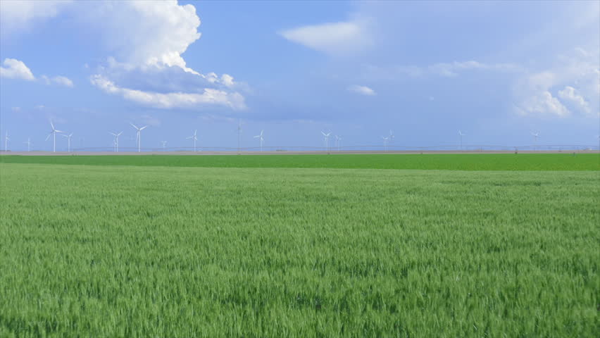 A drone footage overlooking a newly growing crop of corn with windmills in the background show the classic scene of the Great Plains in the Midwest.