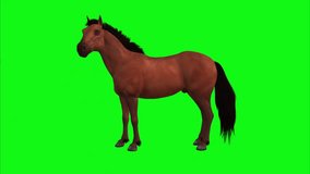3D Animation brown horse rotating 360 degree on green screen,chroma key,Isolated visual effect farming animal.
