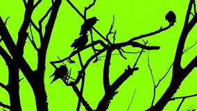 2D Silhouette of flock of crows in tree at night. Scary black raven nesting on tree tops at blue hour. Bird migration at dusk, Halloween Isolated on green screen.
