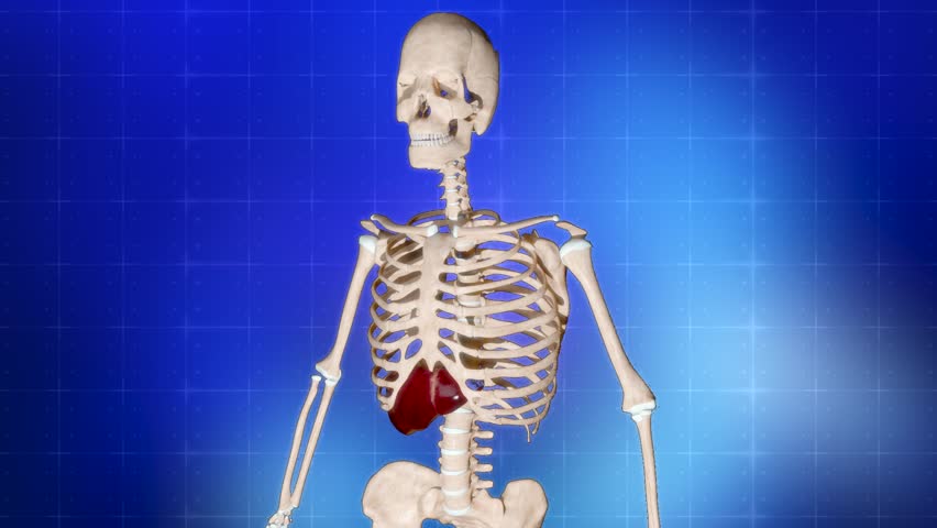 3d animation of human liver sick Liver Disease - Fibrosis, which is an overgrowth of scar tissue, diseases like greasy, liver fibrosis, cirrhosis, hepatitis and cancer. damaged Medical and healthcare. Royalty-Free Stock Footage #1108239485