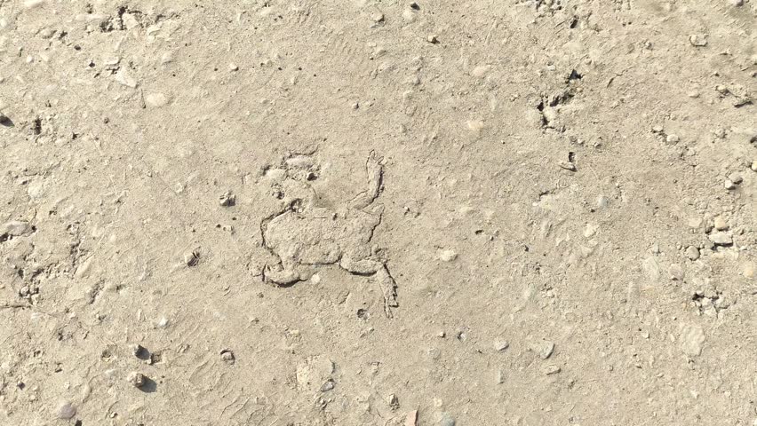 Dead crushed and dried frog or toad on the road in the dust