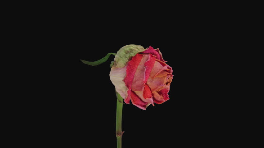Time lapse of resurrection orange Pascha rose isolated on black background
 Royalty-Free Stock Footage #1108245755
