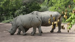 African animal rhinoceros. Animals butt heads. Large herbivorous mammal with a horn on its nose. Wildlife and zoo. Zoo in Amneville in France. Video footage