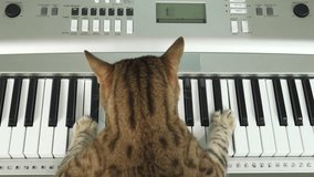 Bengal cat sits with its back to the camera and plays digital piano keyboard on green screen isolated with chroma key. Top-down view.