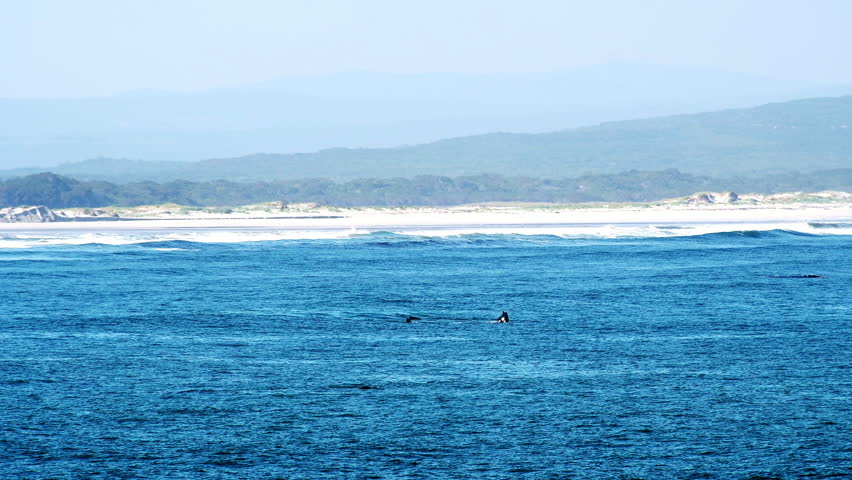 Southern Right whales frolic in Atlantic waters of Walker Bay, Hermanus. Tele Royalty-Free Stock Footage #1108254159