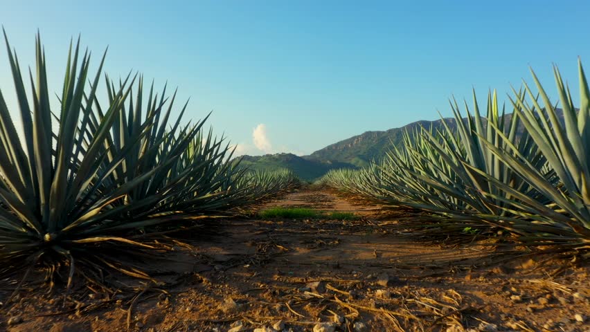 Blue agave fields tequila fertile land to plant maguey mezcal liquor Landscape of planting land and mountains of Mexican origin in Jalisco alcoholic beverage Royalty-Free Stock Footage #1108255025