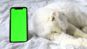 Beautiful cute white fluffy Angora cat lying on bed at home,cleaning itself,looks into mobile smartphone with green screen Chroma key.domestic pet,mockup, advertising of goods for cats kittens.