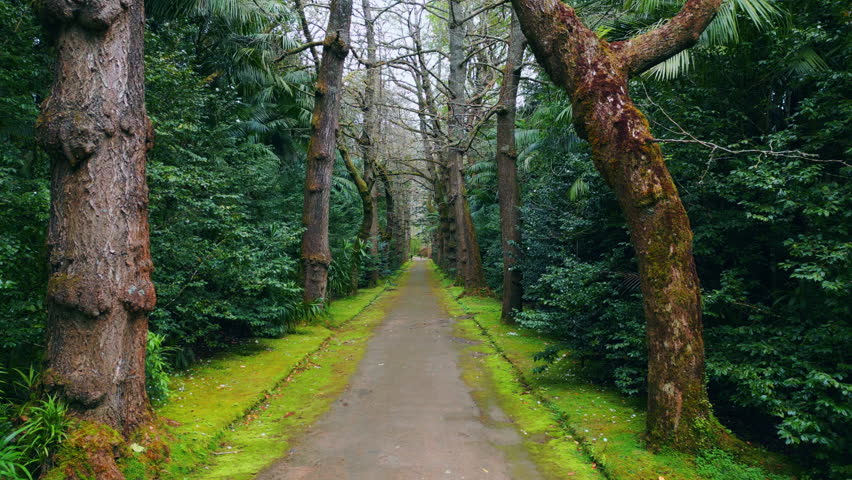 Green forest path moving slow motion. Tranquil peaceful spruce plants growing. Stunning small touristic road at big natural woods landscape. Popular area for hiking and walking tourism concept 