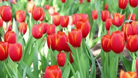 Beautiful Tulip Flowers Feild HD Clip