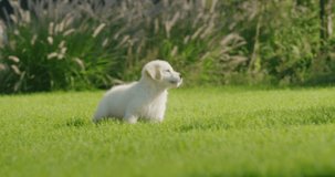 A playful puppy of a golden retriever runs after the children on the lawn in the backyard of the house. Slow motion 4k video