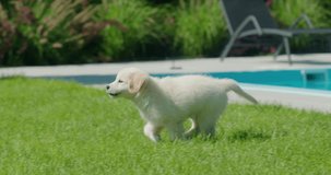 An active golden retriever puppy runs on the lawn in the backyard of the house. Follow shot