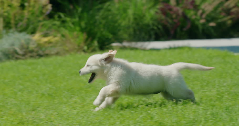 An active golden retriever puppy runs on the lawn in the backyard of the house. Follow shot
