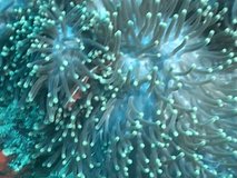 anemone swimming through coral