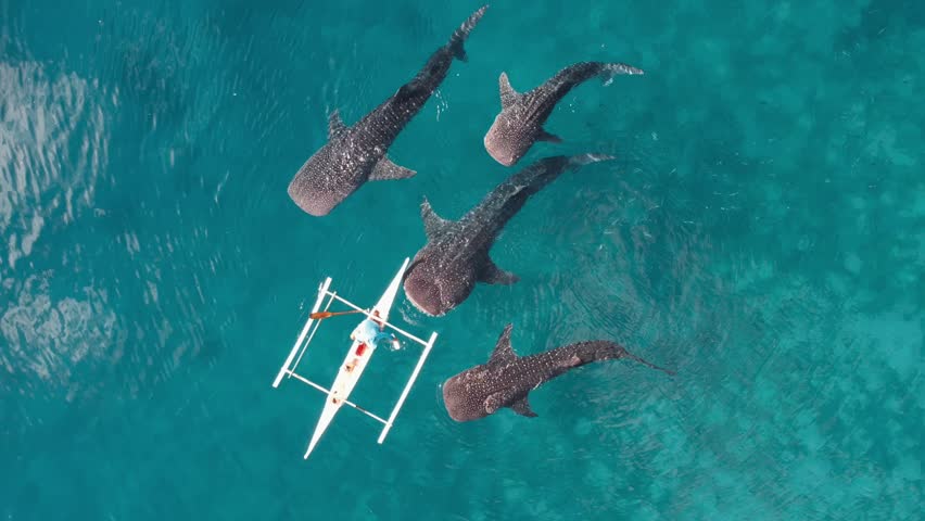 Aerial Drone footage of Whale shark swimming in ocean Oslob, Cebu, Philippines Royalty-Free Stock Footage #1108264679