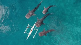 Aerial Drone footage of Whale shark swimming in ocean Oslob, Cebu, Philippines