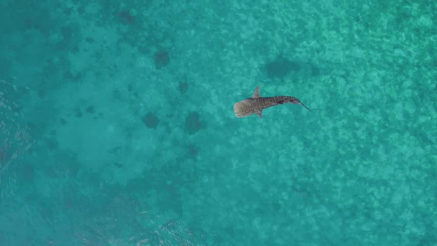 Aerial Drone footage of Whale shark swimming in ocean Oslob, Cebu, Philippines Royalty-Free Stock Footage #1108264831