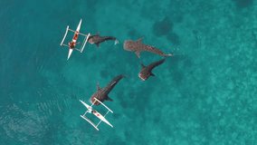Aerial Drone footage of Whale shark swimming in ocean Oslob, Cebu, Philippines
