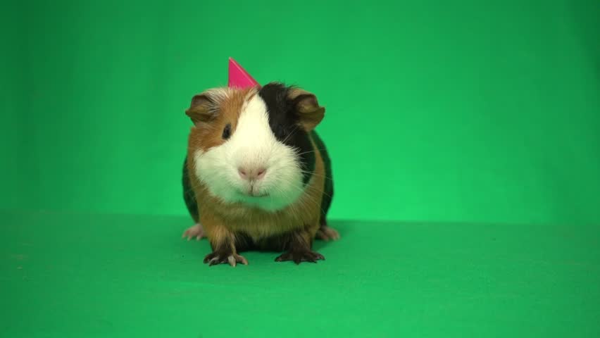 guinea pig on green screen Royalty-Free Stock Footage #1108270339