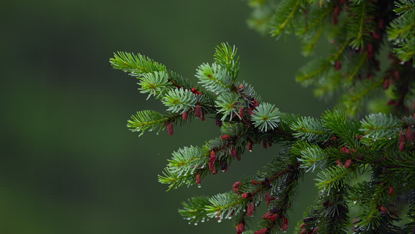 A spruce twig moves gently as raindrops hit its surface. A bokeh of green forms a peaceful backdrop to the scene. Royalty-Free Stock Footage #1108272079