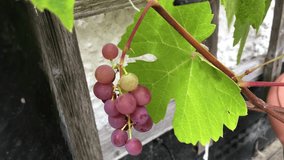 Harvesting a bunch of red grape in summertime