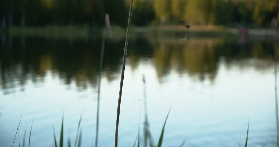 A close-up wind sways a spider weaving a web and fluff on a branch of a bush or tree against the background of water in the lake and the shore with river grass. Colorful landscape of nature. 4K video