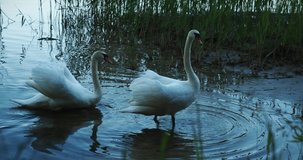 Two white Eurasian swans go to the shore of a forest lake. Vivid emotions of protecting your territory. Midsummer evening in the Baltic forests. Big beautiful birds in the wild nature. 4K video