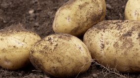 The harvest of potato is gathered, close-up. Dug up organic potatoes lie on the soil field 