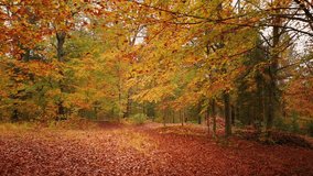 Colorful autumn season nature with forest path. Beautiful fall season leaves. - Powered by Shutterstock - Get 15% off with code: PIKWIZARD15