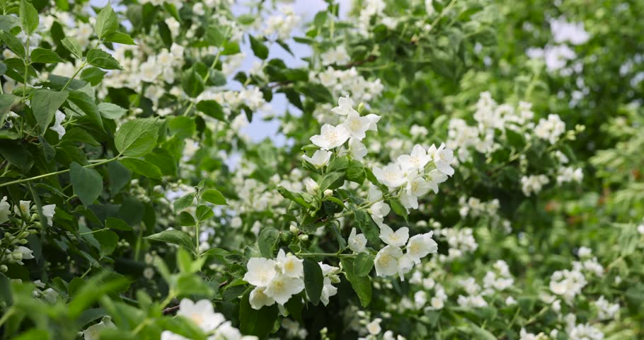 blooming white flowers jasmine bush in the spring season, beautiful fragrant jasmine flowers during flowering