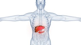 Human Internal Digestive Organ Liver with Pancreas and Gallbladder Anatomy Animation Concept. 3D