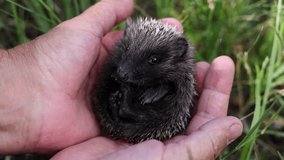 cute baby hedgehog in woman hand or blanket,eating milk with syringe or sitting in grass. small adorable siblings domestic animals.pet sits tight ball with belly up - Powered by Shutterstock - Get 15% off with code: PIKWIZARD15