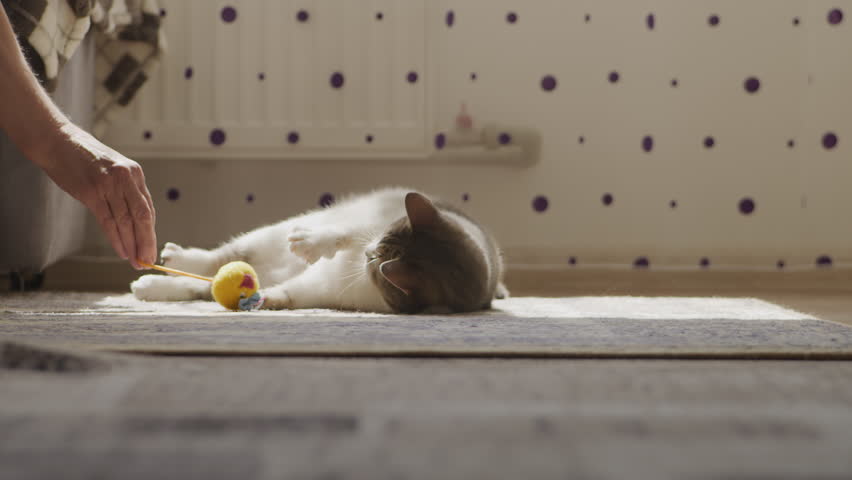 Domestic Striped Cat Playing with Toy on Apartment Floor Royalty-Free Stock Footage #1108287411