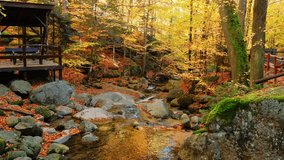 Autumn forest landscape stock video 4k