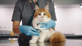Veterinary doctor using stethoscope for checking up cat in vet clinic. Female veterinarian assessing cat's health. Vet specialist treating Maine coon with stethoscope on examination table in hospital - Powered by Shutterstock - Get 15% off with code: PIKWIZARD15