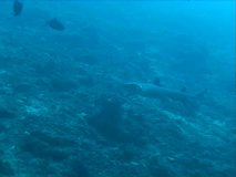 shark swimming past coral
