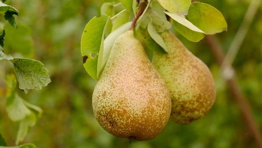 Growing organic pears in the garden. Pear season. Harvesting pears in autumn. Royalty-Free Stock Footage #1108292403