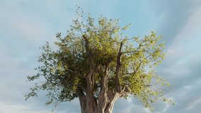Zoom into and through a beautiful tree. Concept of mother nature. Fantasy, legendary tree of life. Ecology and environment care and conservation topic. Video transition. Drone footage. 