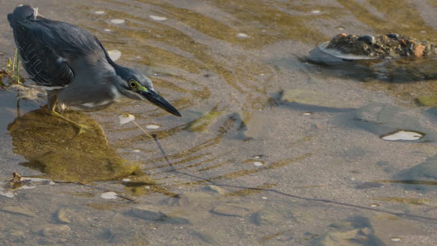 Striated Heron (Butorides striata) Strike and Catches Big Fish Prey. Mangrove Heron Bird Stand Still In Shallow Water and Wait to Ambush Prey, Takes Attack Diving in Slow Motion - Closeup Tracking