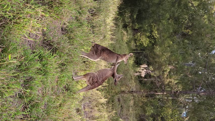 Kangaroos using their clawed hands and feet in a fighting display of wild animal behaviour. Vertical video format.