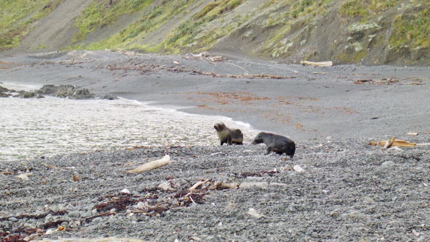 Two Fur Seal pups on a stone beach, Wellington South Coast, New Zealand.