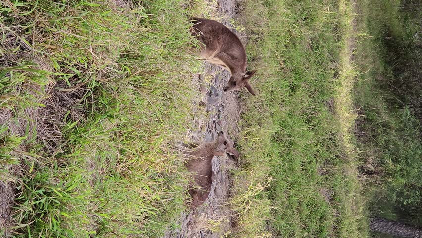 Kangaroos engaged in a fighting battle displaying wild animal behaviour. Vertical video format.